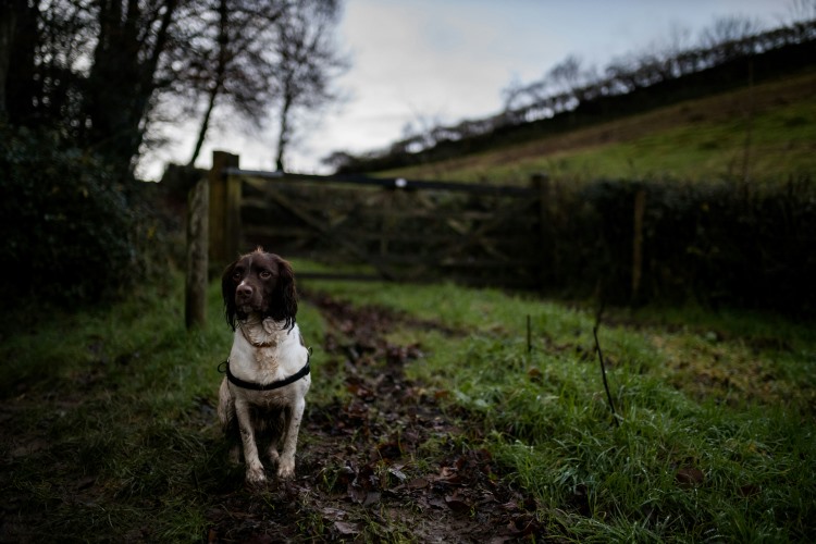 dog sitting after a long muddy walk