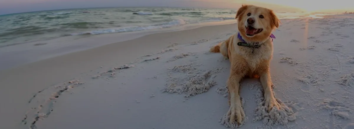 Golden retriever at sunset outdoors