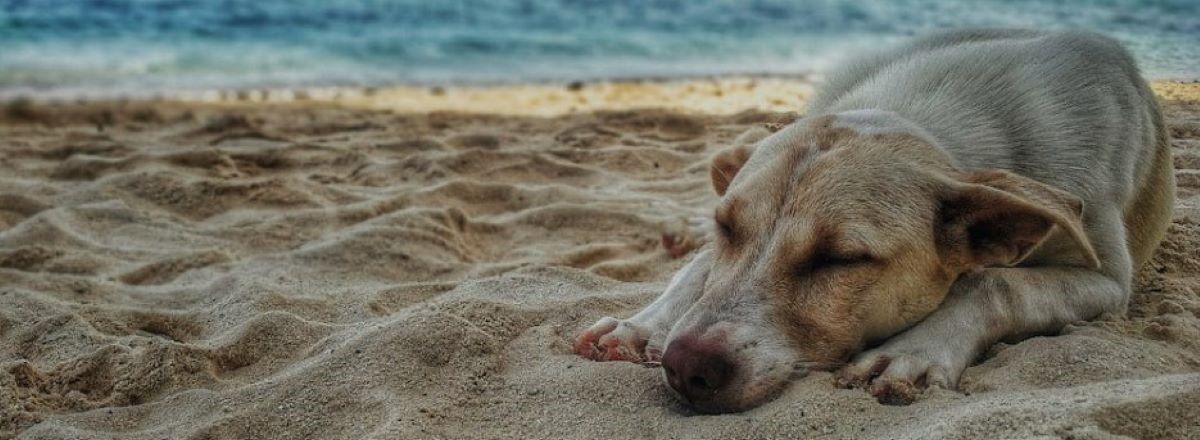A beige dog sleeping on a beach during summer