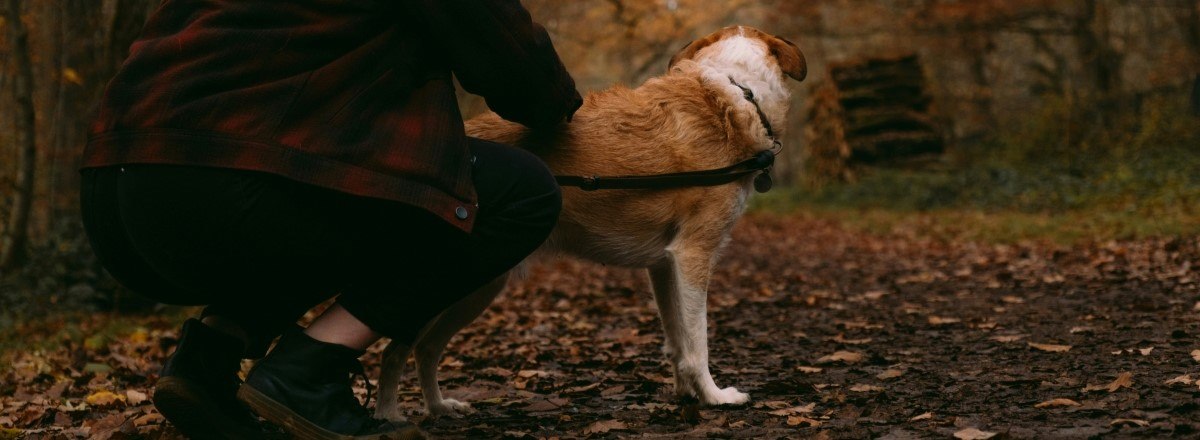 Dog sitting in autumn leaves wearing a pink harness