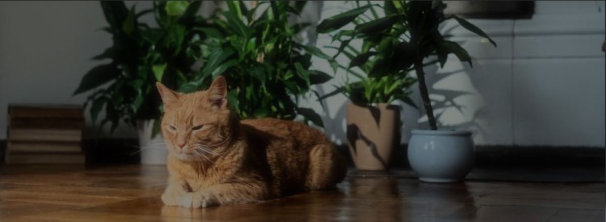 Orange cat sitting in front of house plants.