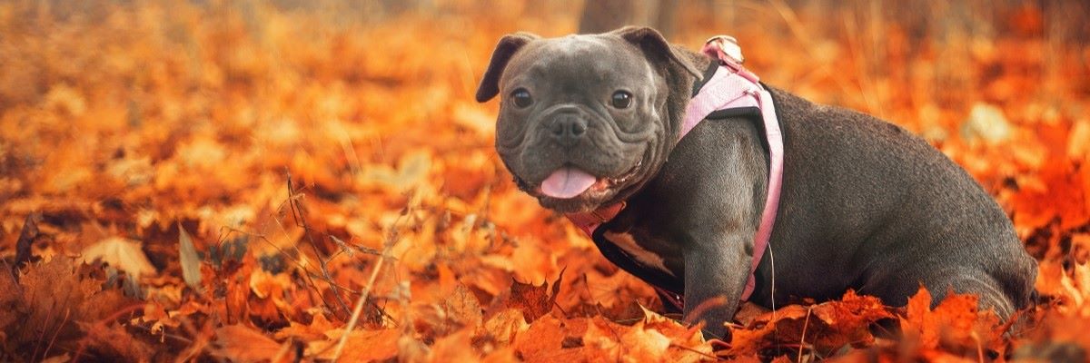 Person walking a dog on a forest trail in autumn