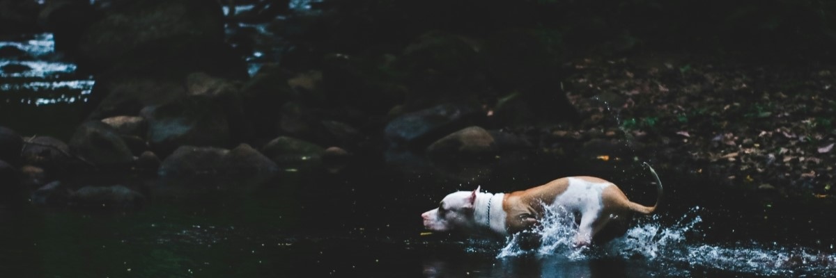 Dog running through a shallow stream in a forest