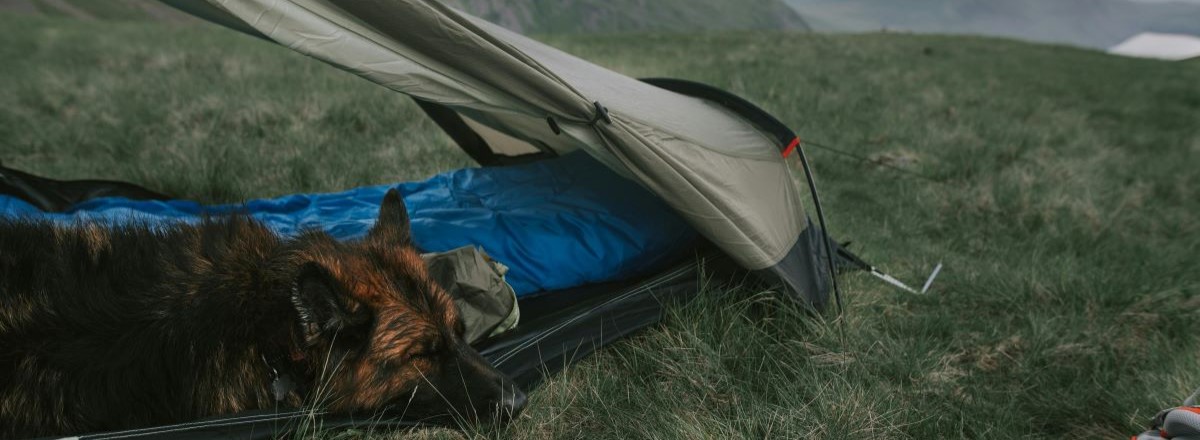 Sleeping dog at a campsite.