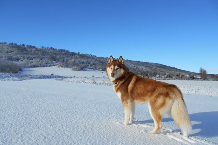 spitz-dog-breeds