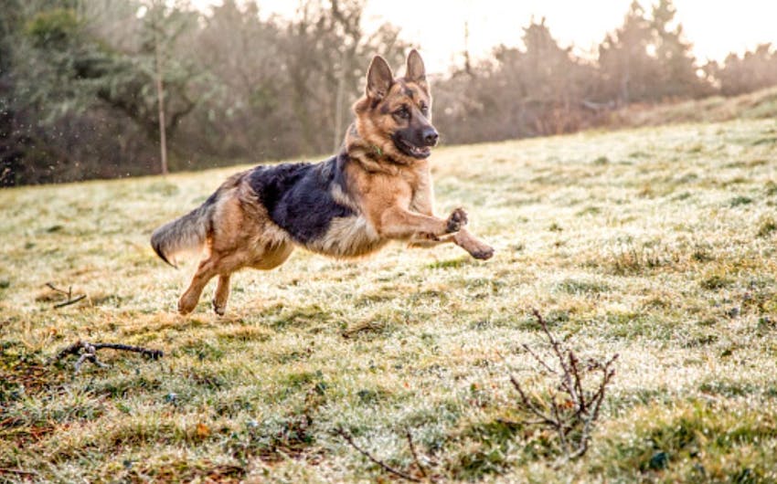 German Shepherd leaping across a field showing off the breed's athleticism.