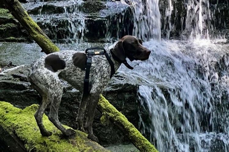 German shorthaired pointer standing next to a waterfall