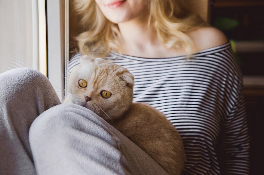 Cat at risk of feline leukemia sitting on female owners lap