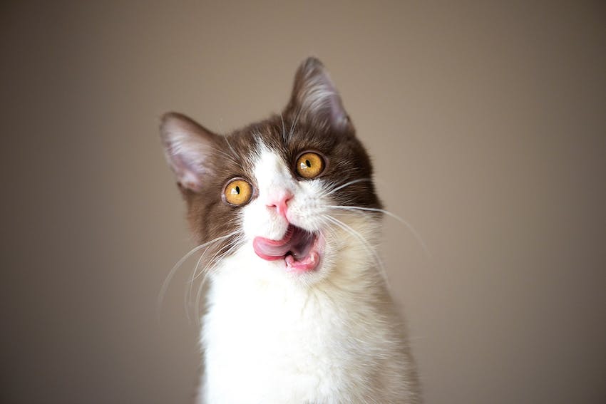 Gray and white cat yowling with its tongue out.