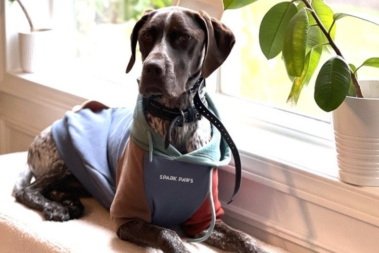 German shorthaired pointer resting next to window indoors