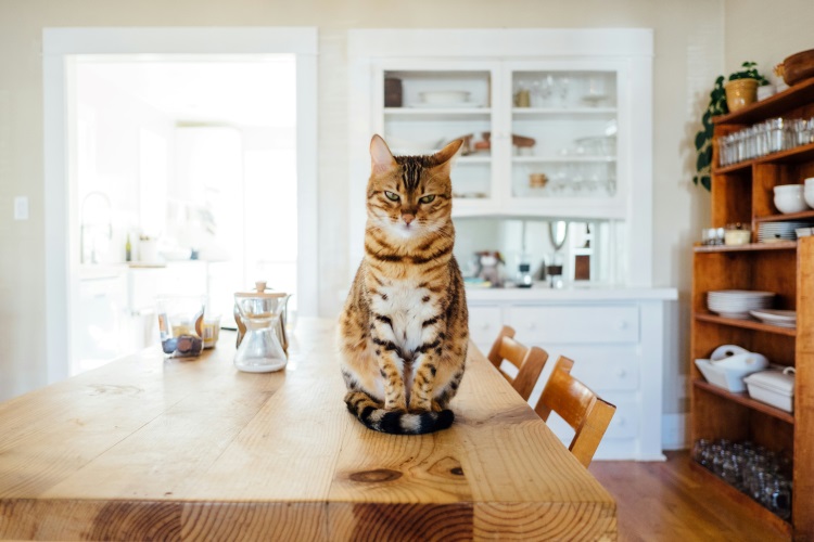 cat sitting on dining room table