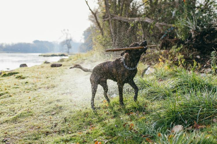 Wet dog carrying stick near a lakeshore