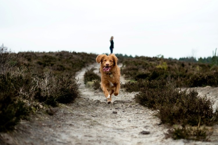 dog running along sandy trail