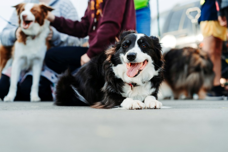How to Socialize a Dog the Right Way