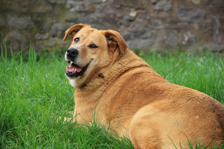 How to Tell if Your Dog is Overweight