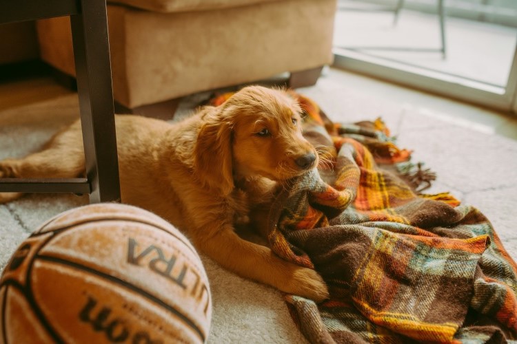 puppy playing with blanket indoors