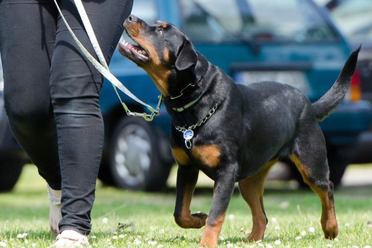 How to Train Your Dog to Behave in Public