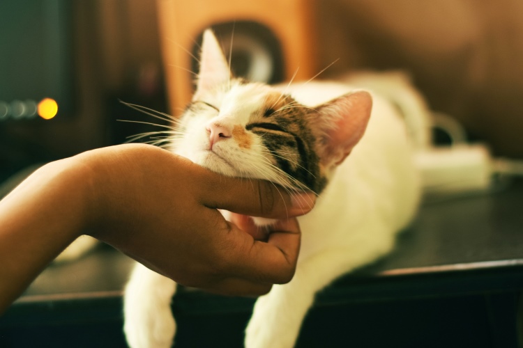 owner petting cat indoors