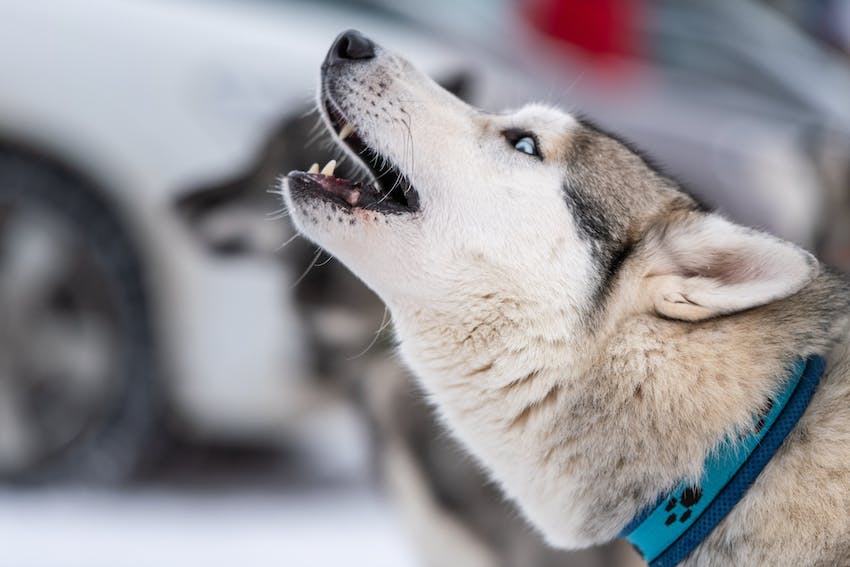 A Siberian Husky with blue eyes wearing a blue collar howling outdoors.