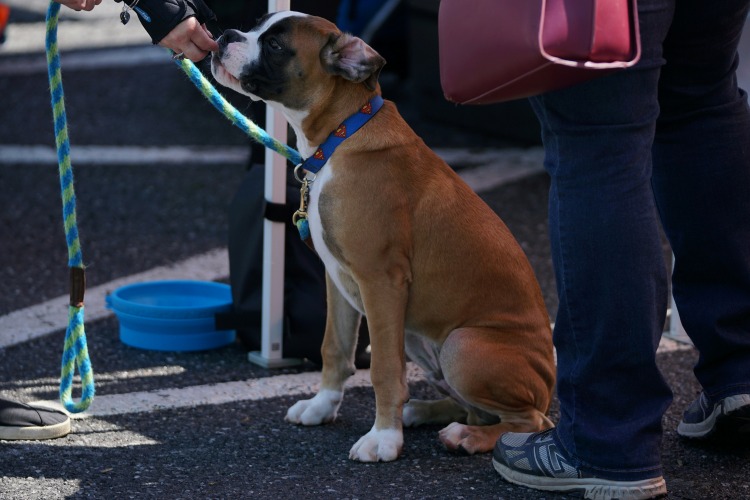 dog sitting next to owner at a world cup watch party