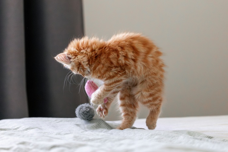 kitten playing on bed with toys