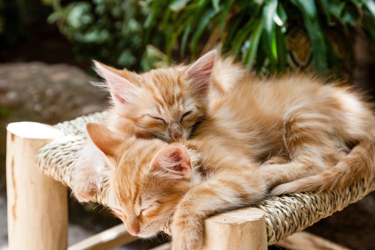 two kittens sleeping on perch