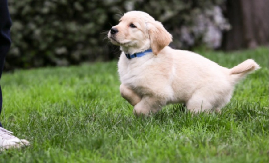 Lab puppy running through a yard during a puppy class.