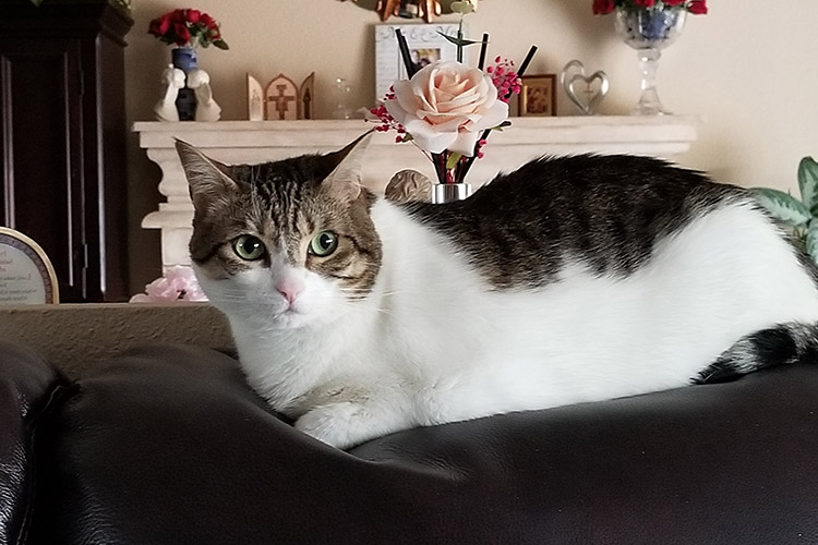 cat resting on a couch