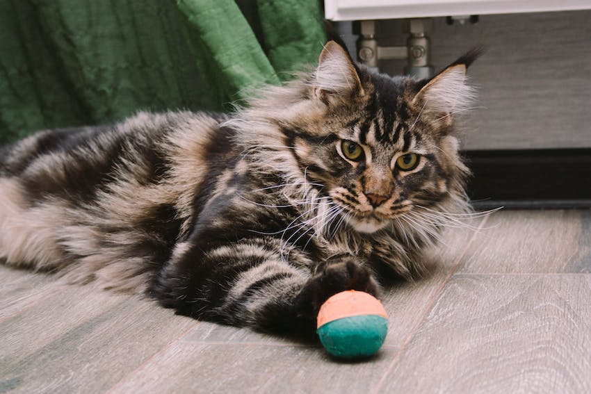 Maine coon laying with a ball on the floor