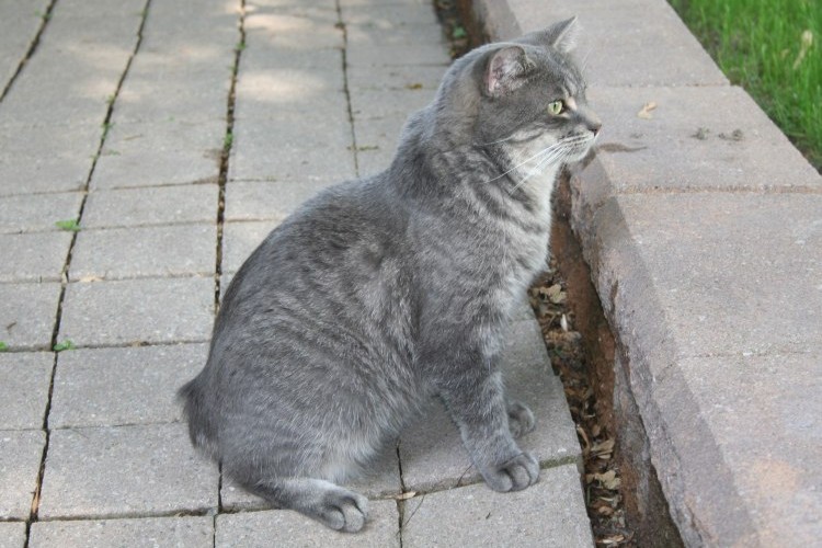 manx-cat-breed-guide
