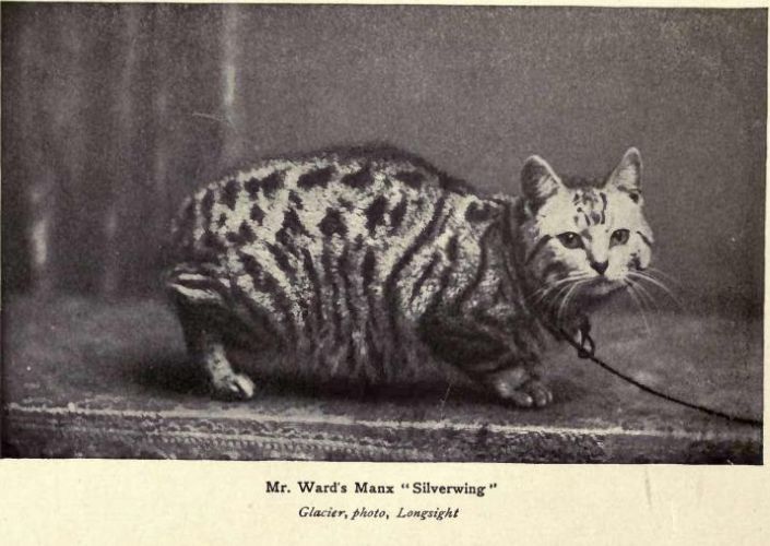 old photo of manx cat at a cat show