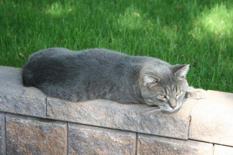 gray manx cat resting in backyard
