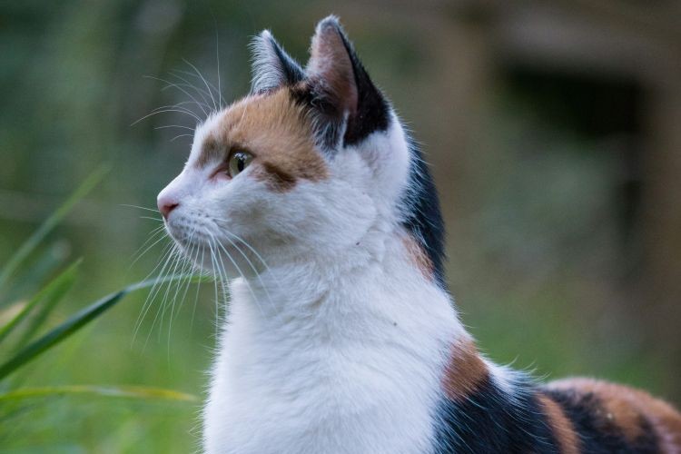 manx cat resting outside