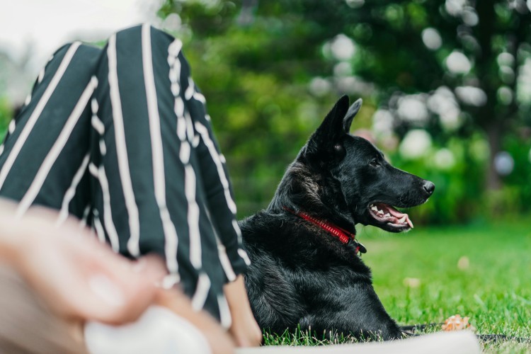 owner resting with dog in the park