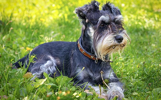 cards Guide miniature de la race de chien Schnauzer