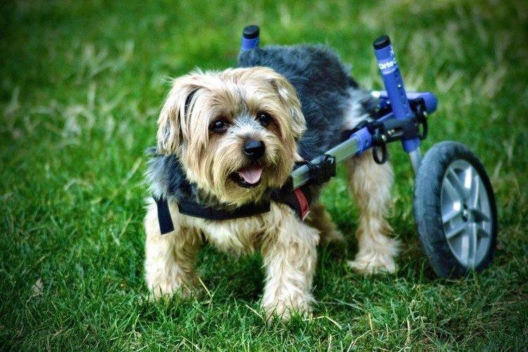 Understanding Mobility Devices for Dogs