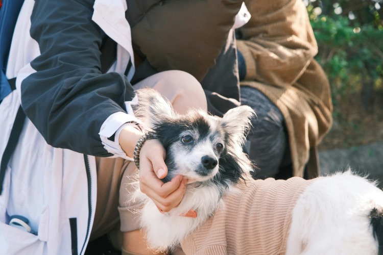 owner petting her dog