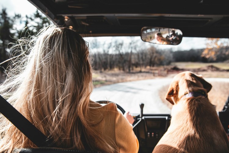 Moving With Pets