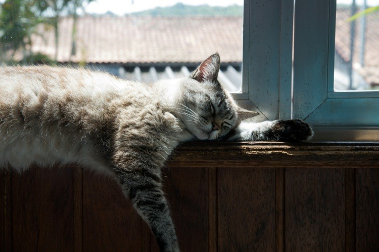 cat sleeping on the windowsill