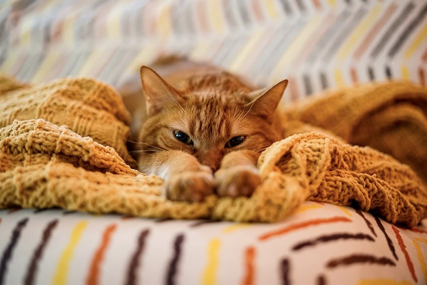 Orange cat making biscuits with its paws in an orange knit blanket. » sf-constrain-proportions=