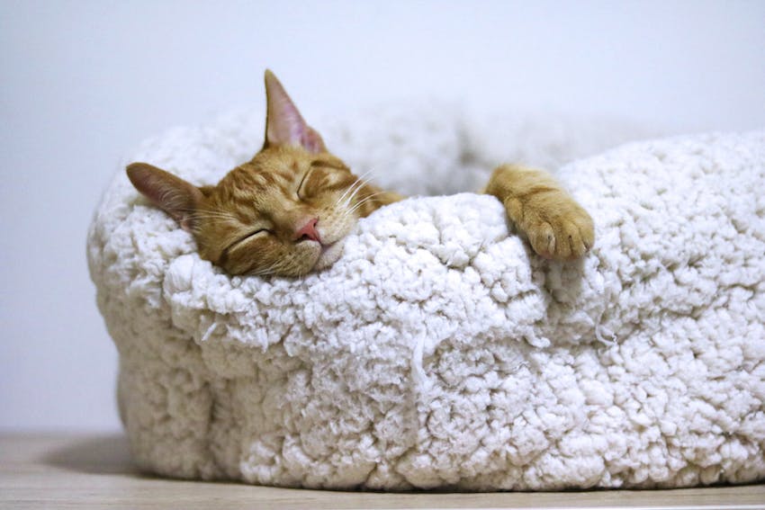 An orange cat snoozing on a fuzzy white pet bed.