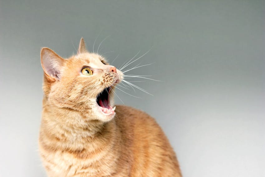 An orange cat worthy of respect looking to the side with its mouth open