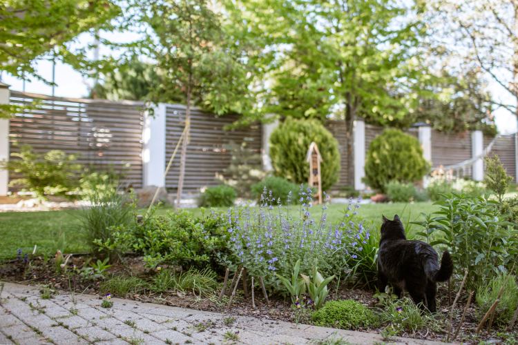 cat exploring the backyard