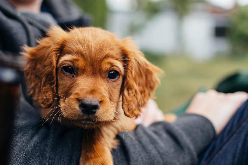 Cute brown puppy in pet owner's arms