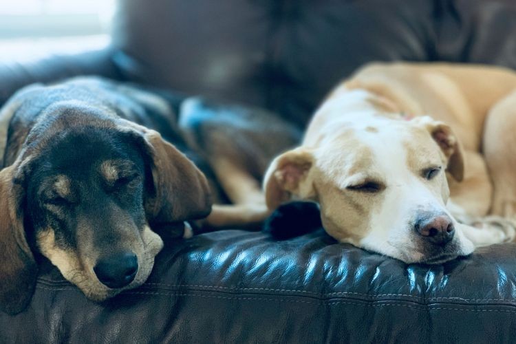 two dogs sleeping on a couch