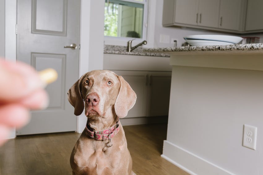 baiting dog to take pill