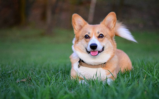cards Tout sur le Pembroke Welsh Corgi