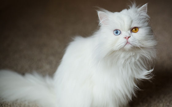 cards Guide de race de chat persan