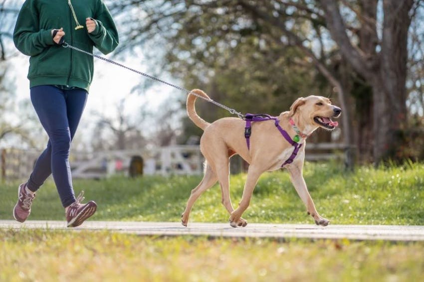 Ways To Exercise with Your Dog