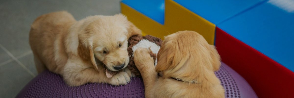 Two dogs playing on a purple exercise ball.
